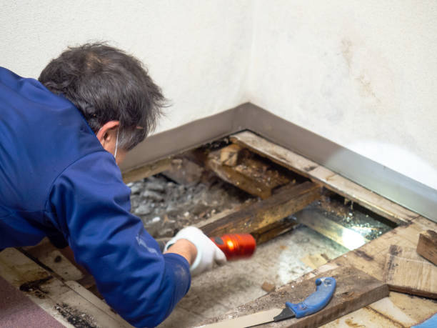 Best Best Mold Removal Companies  in Bay Harbor Islands, FL