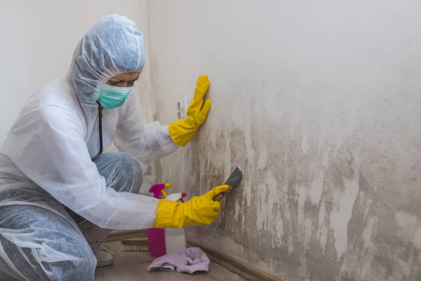 Best Toxic Mold Removal  in Bay Harbor Islands, FL