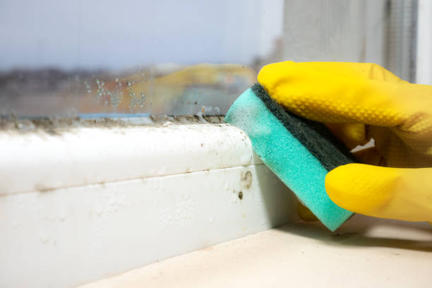 Certified Mold Removal in Bay Harbor Islands, FL