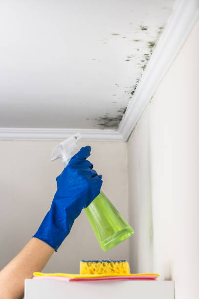Best Mold Damage Repair  in Bay Harbor Islands, FL